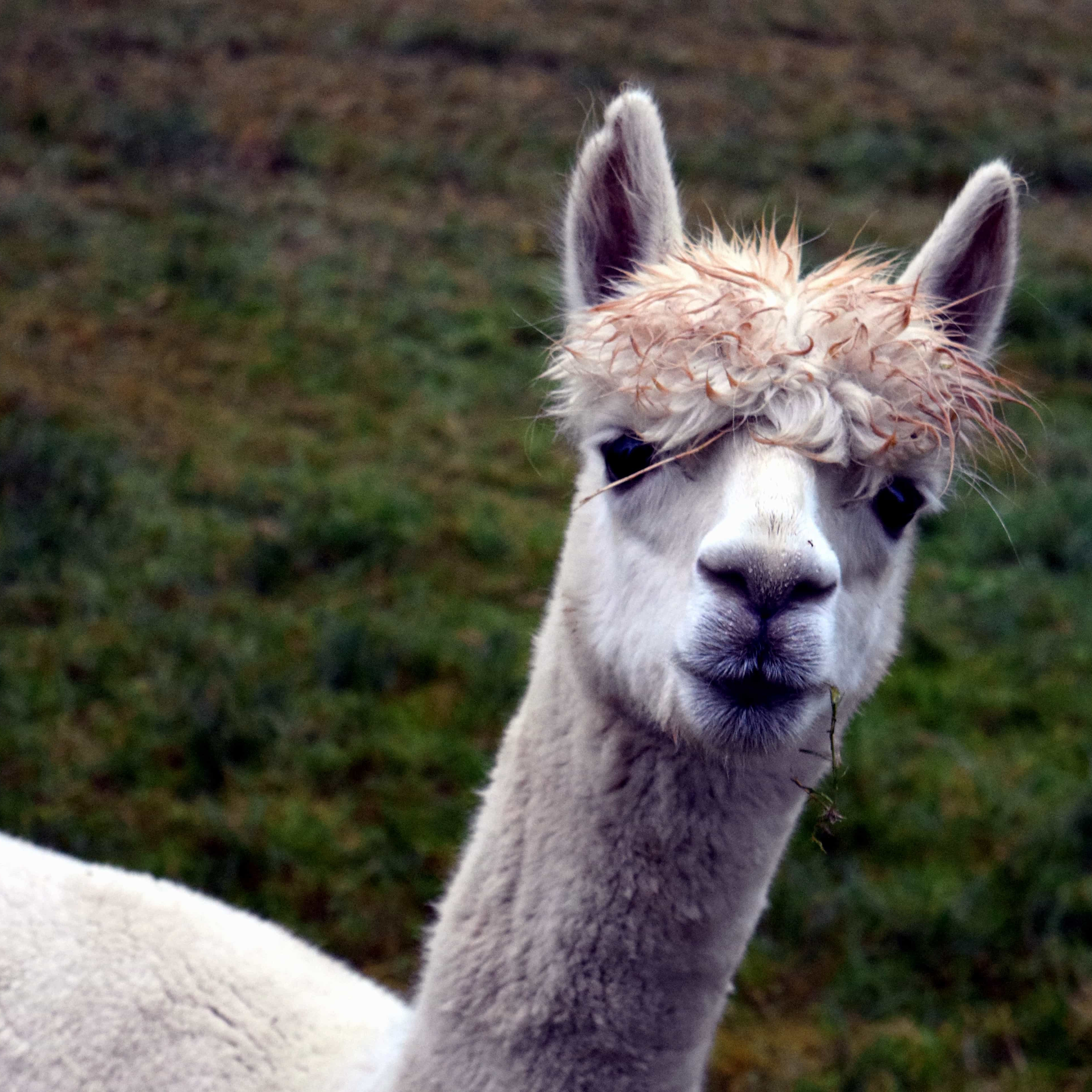lama